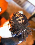 Loc Retwist W/STYLE