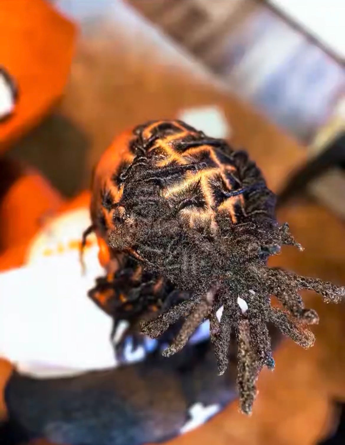 Loc Retwist W/STYLE